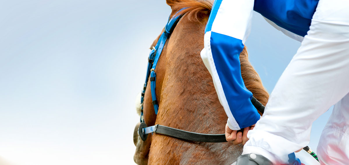 Horses image