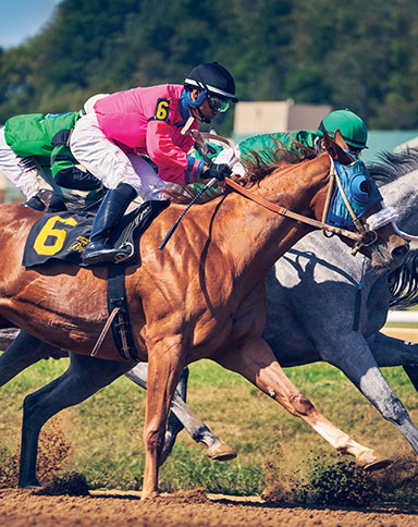 Horses image